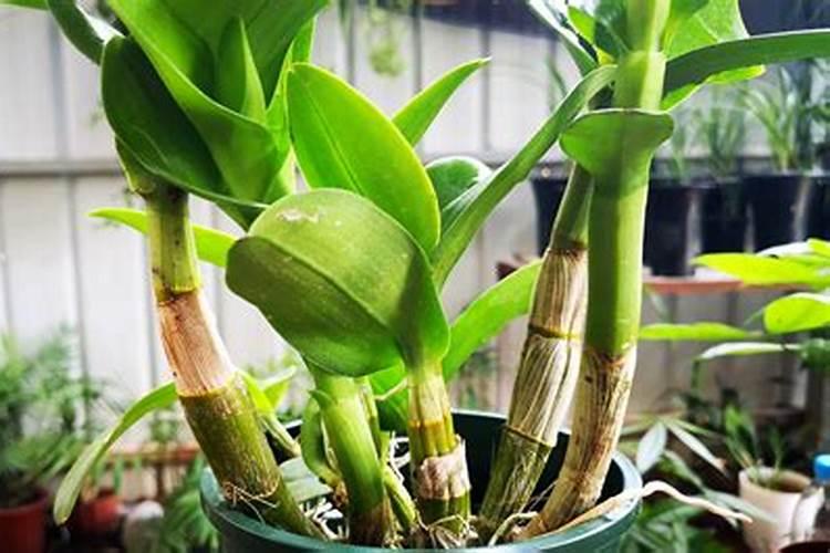 彩蝶石斛兰用什么肥料可以用