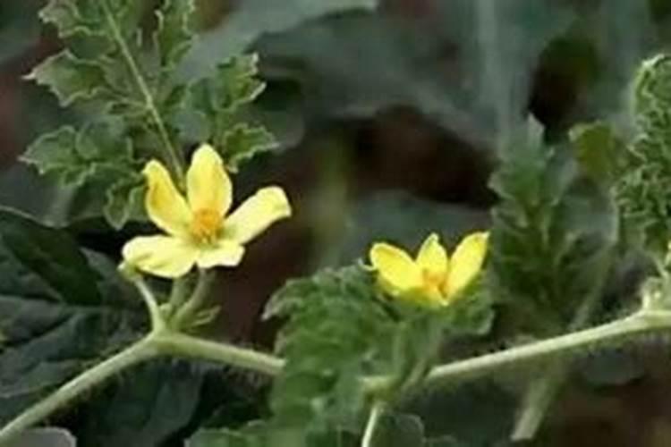 农户种植西瓜,一般多久追一次肥呢？追肥时需要注意些什么？