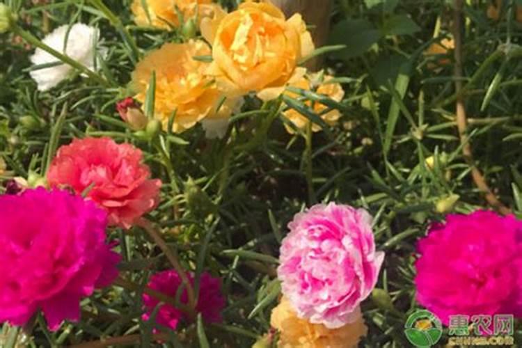 促进开花的肥料促开花需什么肥