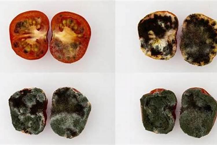 番茄增加表面光泽的施肥措施？