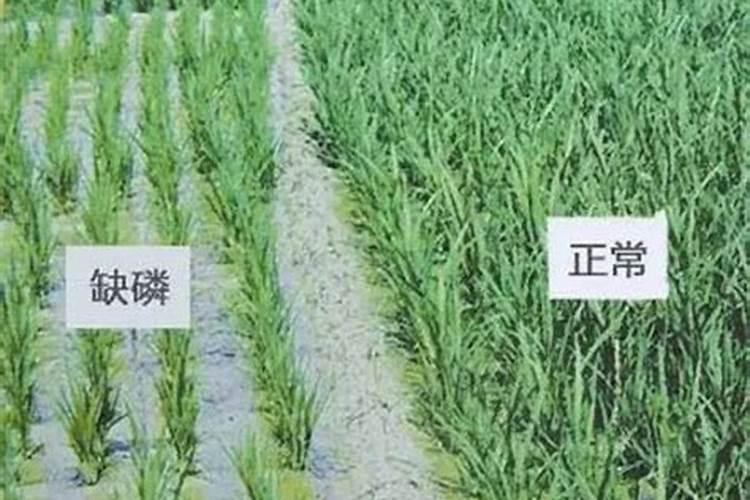 磷肥过量会导致什么后果？