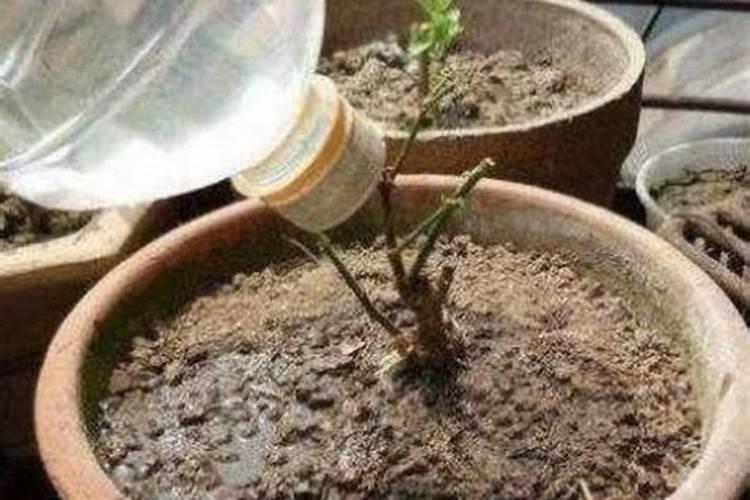 如何自制氮肥