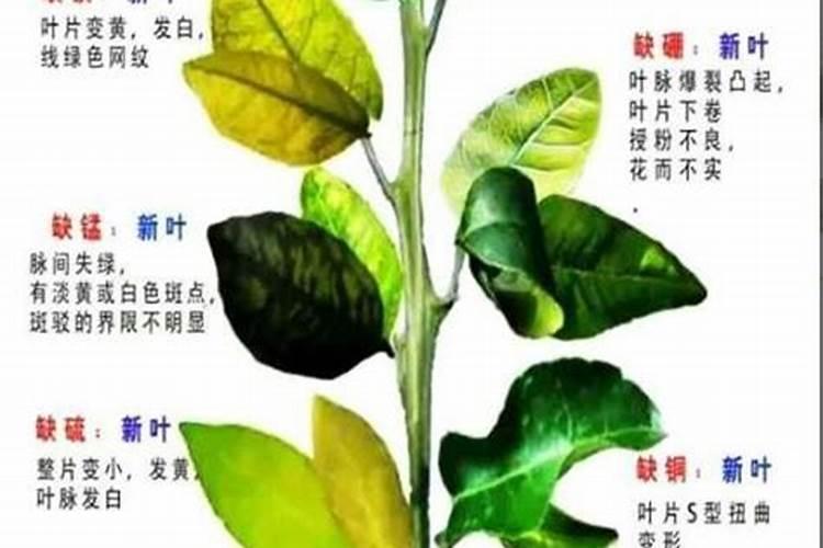 蔬菜黄叶病用什么药防治最好