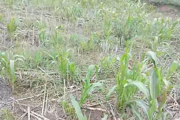 油茶树什么时候施肥