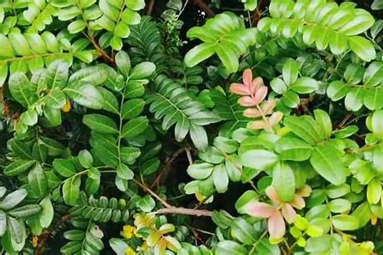 种植辣椒有哪几种施肥方法 施哪种肥比较好