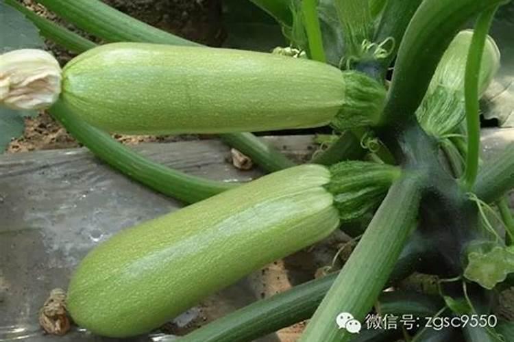 葫芦瓜怎么种植最好