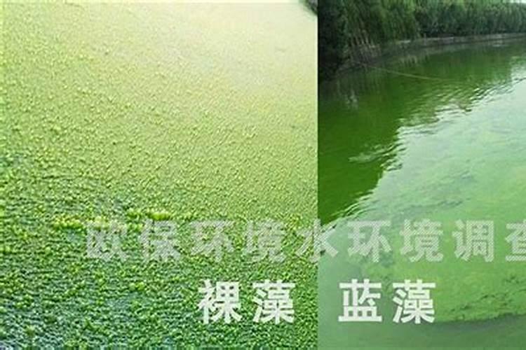 鱼塘养殖中施磷肥能起怎样作用