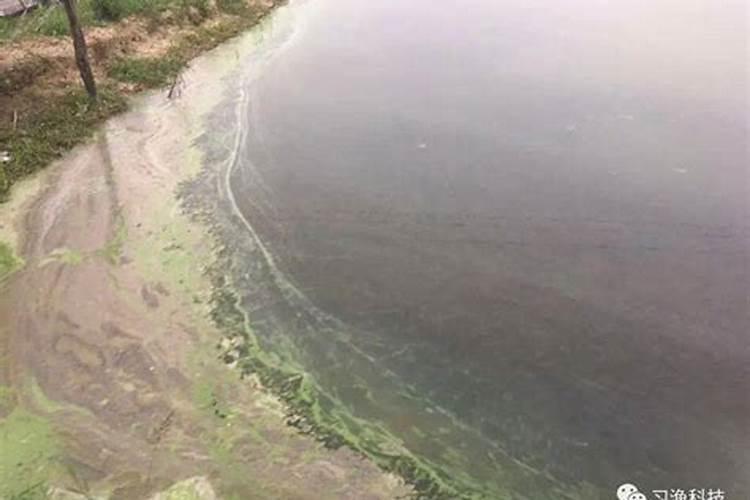 水产养殖淡水水体藻类,小白入行必看