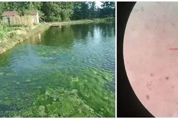 鱼池的水发黑怎么办？