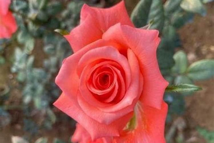 月季花的秋季养护方法