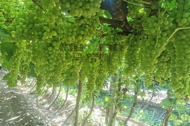 花生喷施钼酸铵在什么时期 使用量是多少