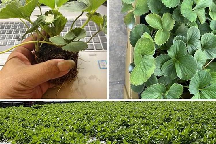 果树用水溶肥好还是复合肥好