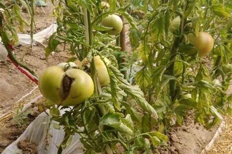 西红柿最忌讳的肥料是什么？西红柿正确的施肥方法,一定要掌握好百度...