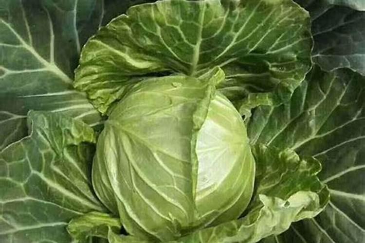 葡萄穗枯病用什么药