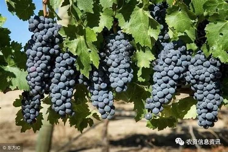 什么时候给葡萄树施肥 葡萄树施肥的最佳时间