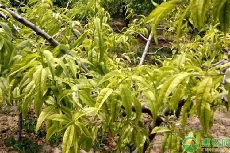 苹果树补钙几月份最好