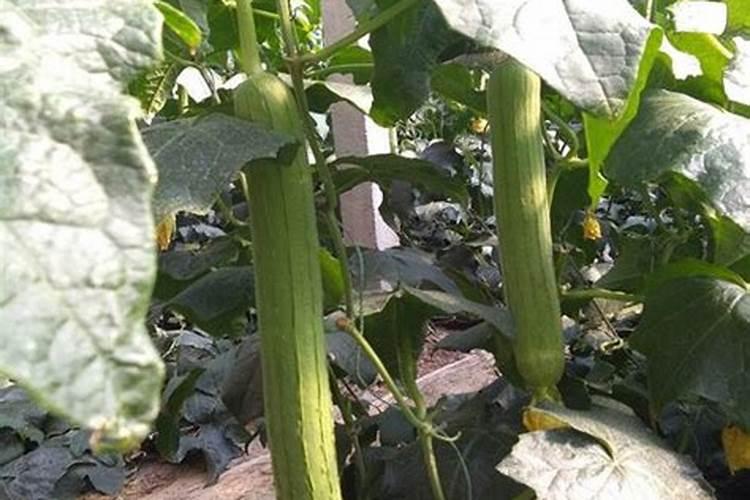丝瓜结果的时候施什么肥