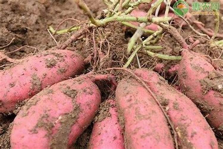 生地黄什么时候种植 中药生地的种植方法