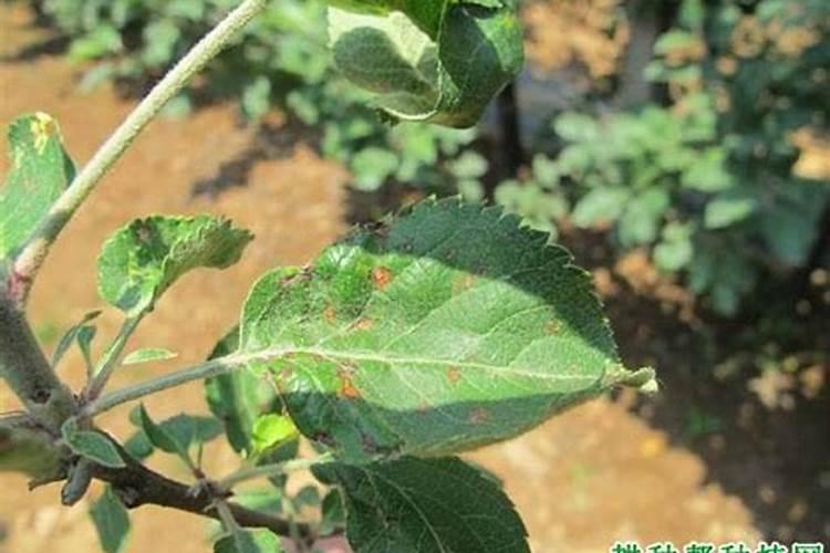 苹果树补钙的叶面肥有哪些苹果树叶面肥一年喷几次都喷什么肥