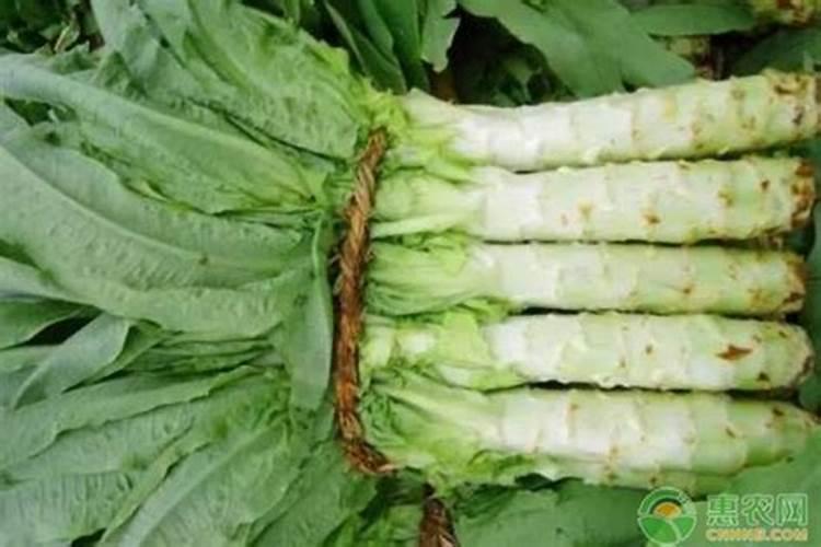 红尖叶莴笋长到六七寸高了还能打矮壮素吗