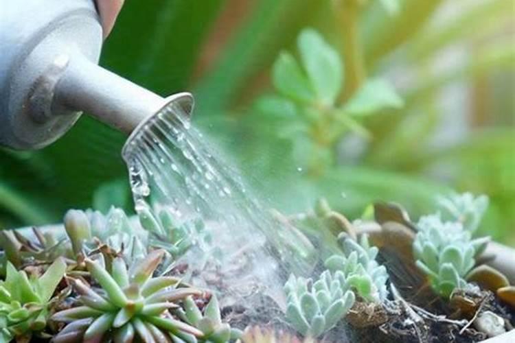 花多多是喷叶还是灌根