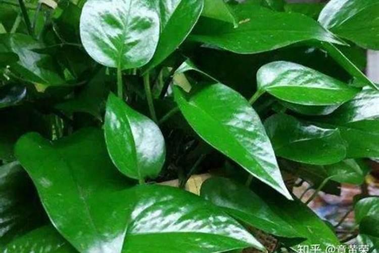 大量元素水溶肥有哪些作用