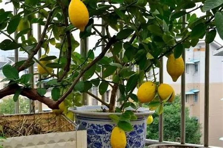西瓜这种作物在种植过程中是不是需要经常浇水？原因是什么？