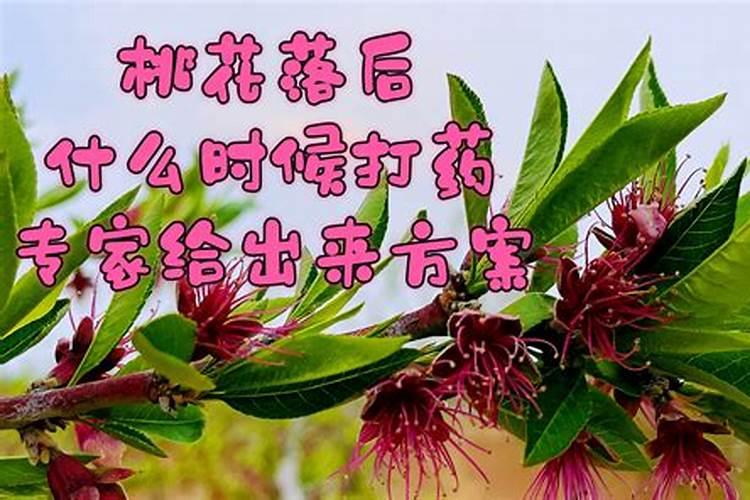 桃树落花后需要打什么药？