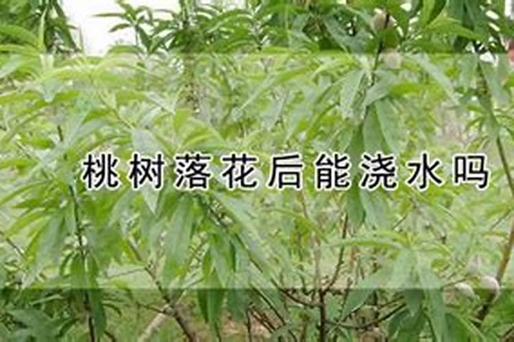 桃树追什么肥料桃树追肥时期在什么时候