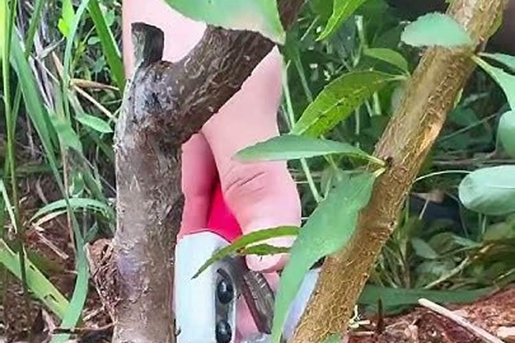 枇杷春天啥时候抹枇杷春天啥时候抹芽