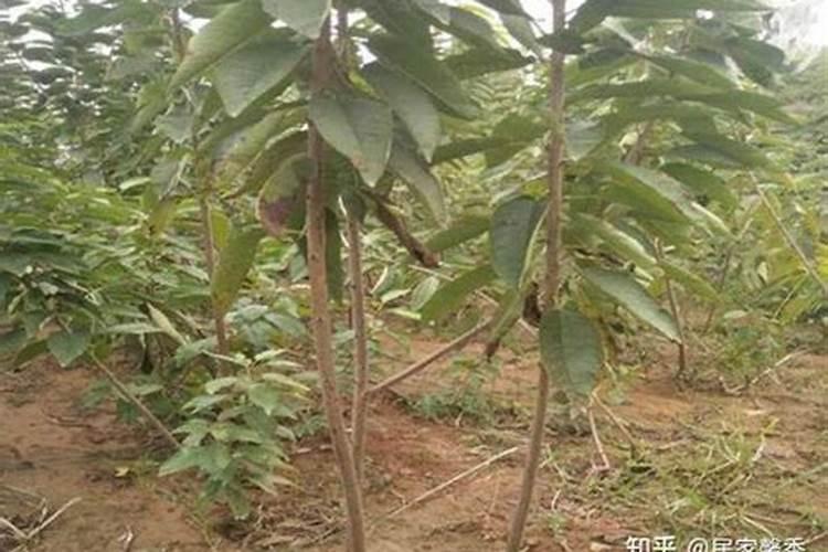 树苗多久施肥 树苗何时需要施肥
