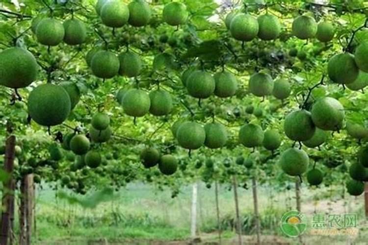 甜瓜授粉15天后冲平衡肥还是高钾肥好？