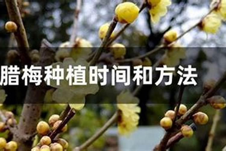 腊梅用什么肥料好