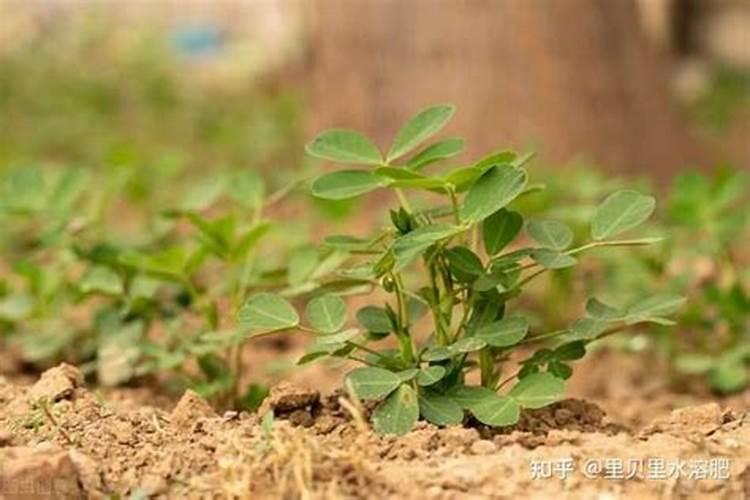 花生需要施什么肥结果多 施几次肥产量高
