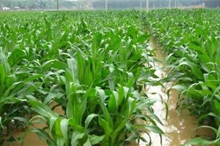 玉米幼苗喷芸苔素后果会怎样