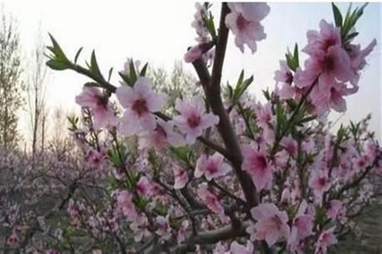 温室桃树落花后施几次肥‘/
