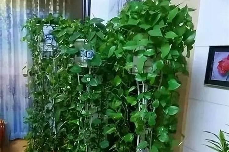 水培养花用什么肥料好