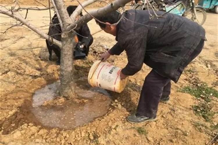 葡萄转色期将至,果农应该如何更好促进果实转色增甜呢？
