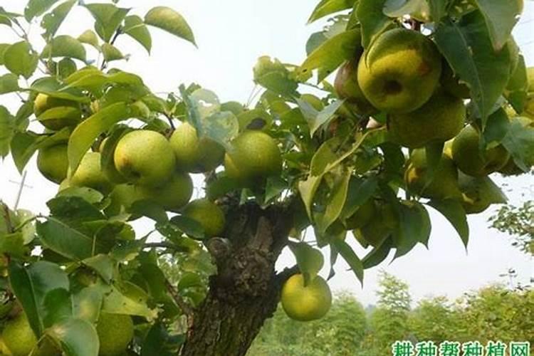 辣椒什么时候成熟 辣椒哪个季节成熟