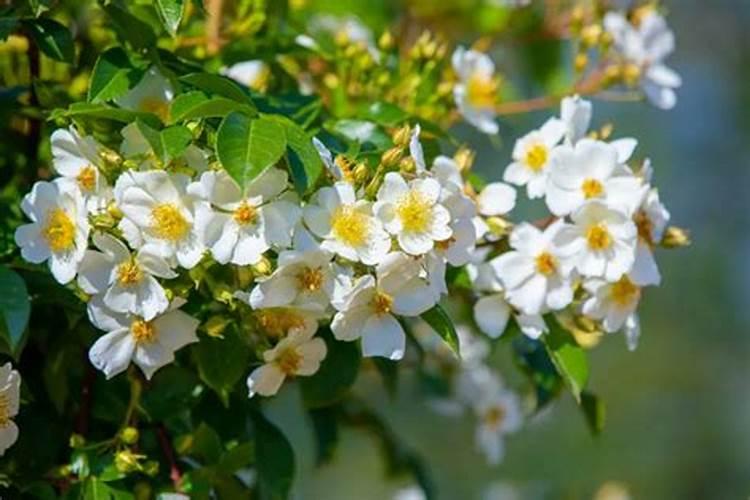 木香花怎么施肥