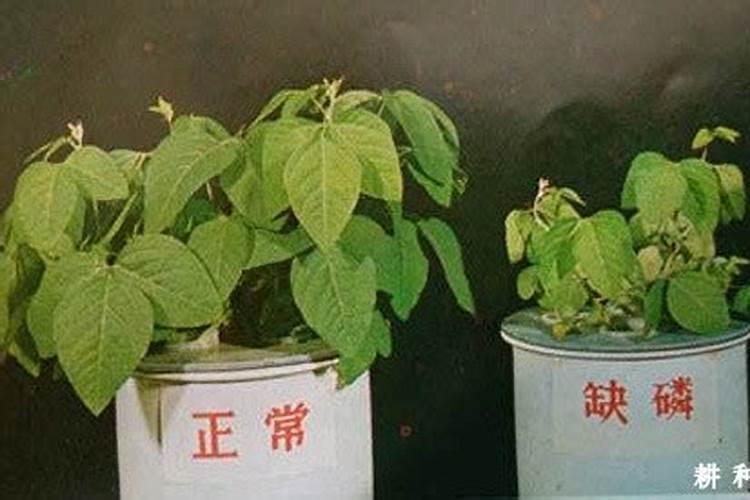 磷肥适合哪些蔬菜