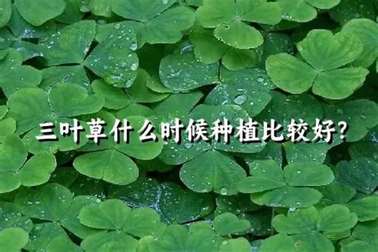 白三叶有自身肥料吗