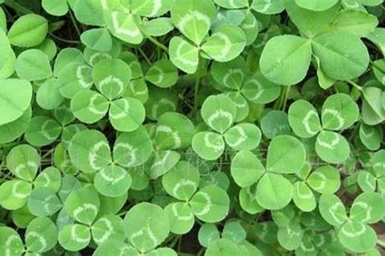 果园种植三叶草好不好