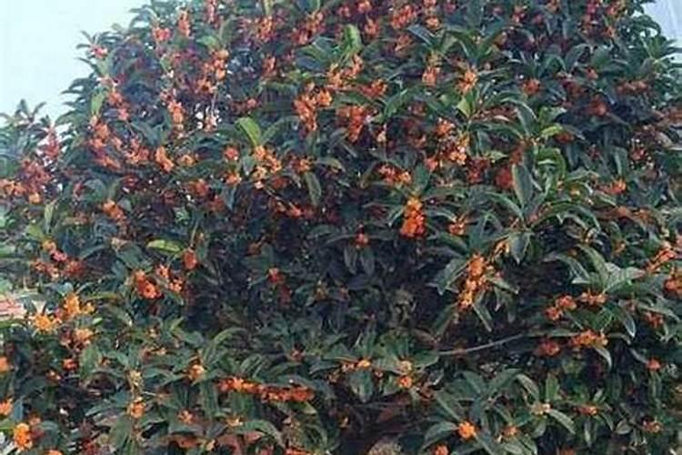 桂花上什么肥料开花多