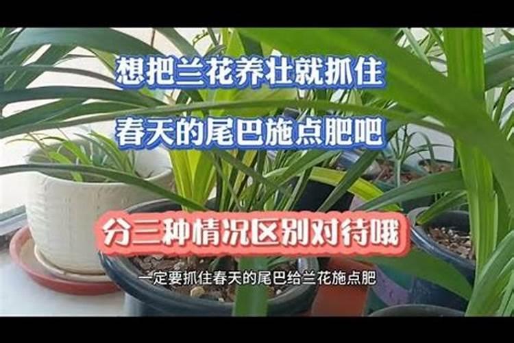 边艺兰花施肥,应该施什么肥？