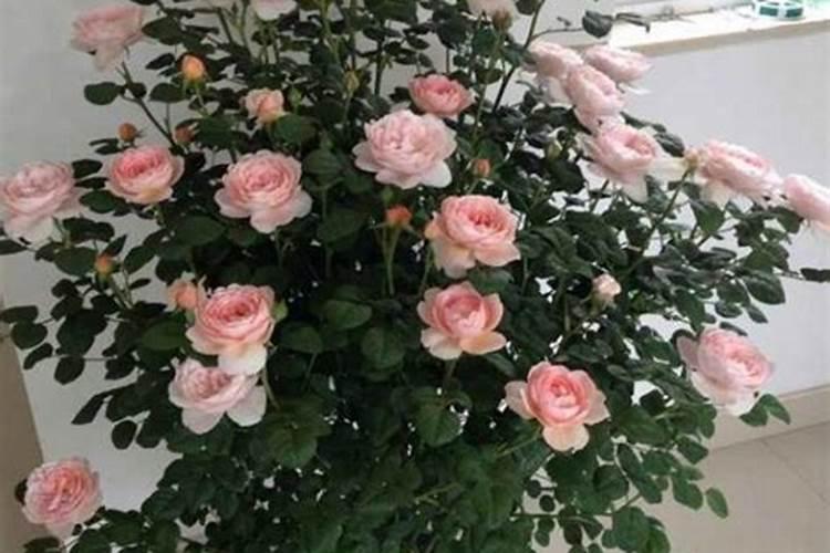 月季花为什么叶子发黄脱落？