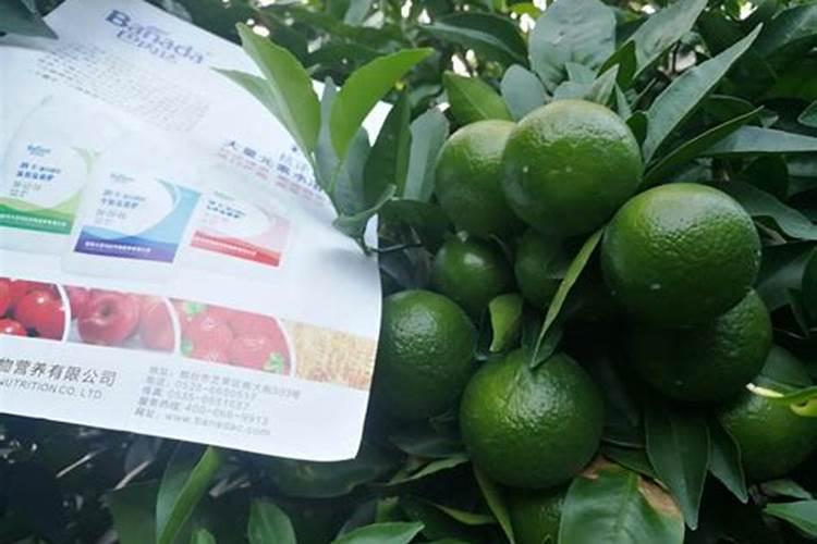 山东惠民特产:麻店西瓜