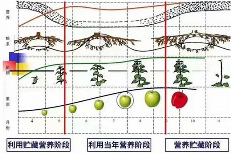 如何施好苹果树的叶面肥