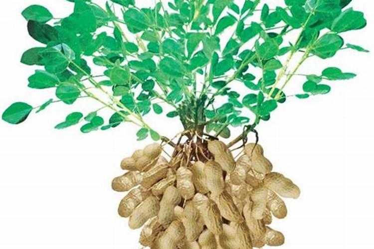 玉米叶子发黄下午干枯是什么病,打什么药