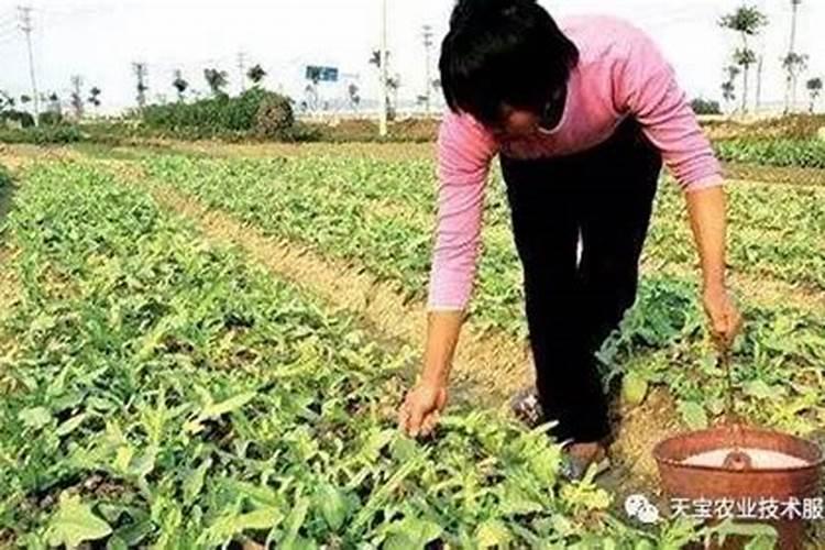 果树滴灌怎样安装？